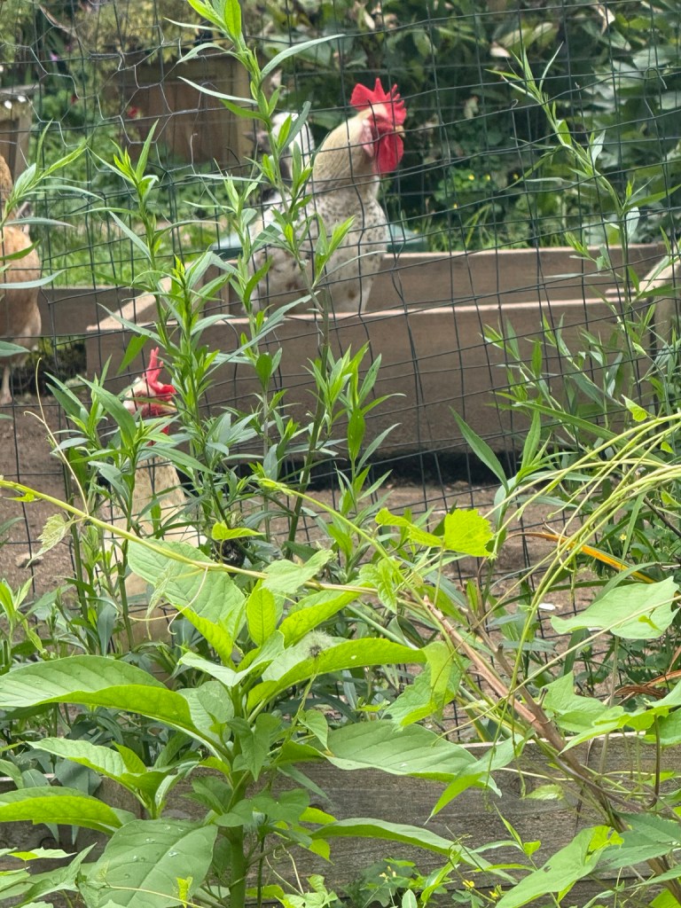 Chickens standing behind wire garden fencing among dense summer plants, accompanying a reflection on prairie-perfect Christian womanhood, nurture, belonging, and conditional refuge.