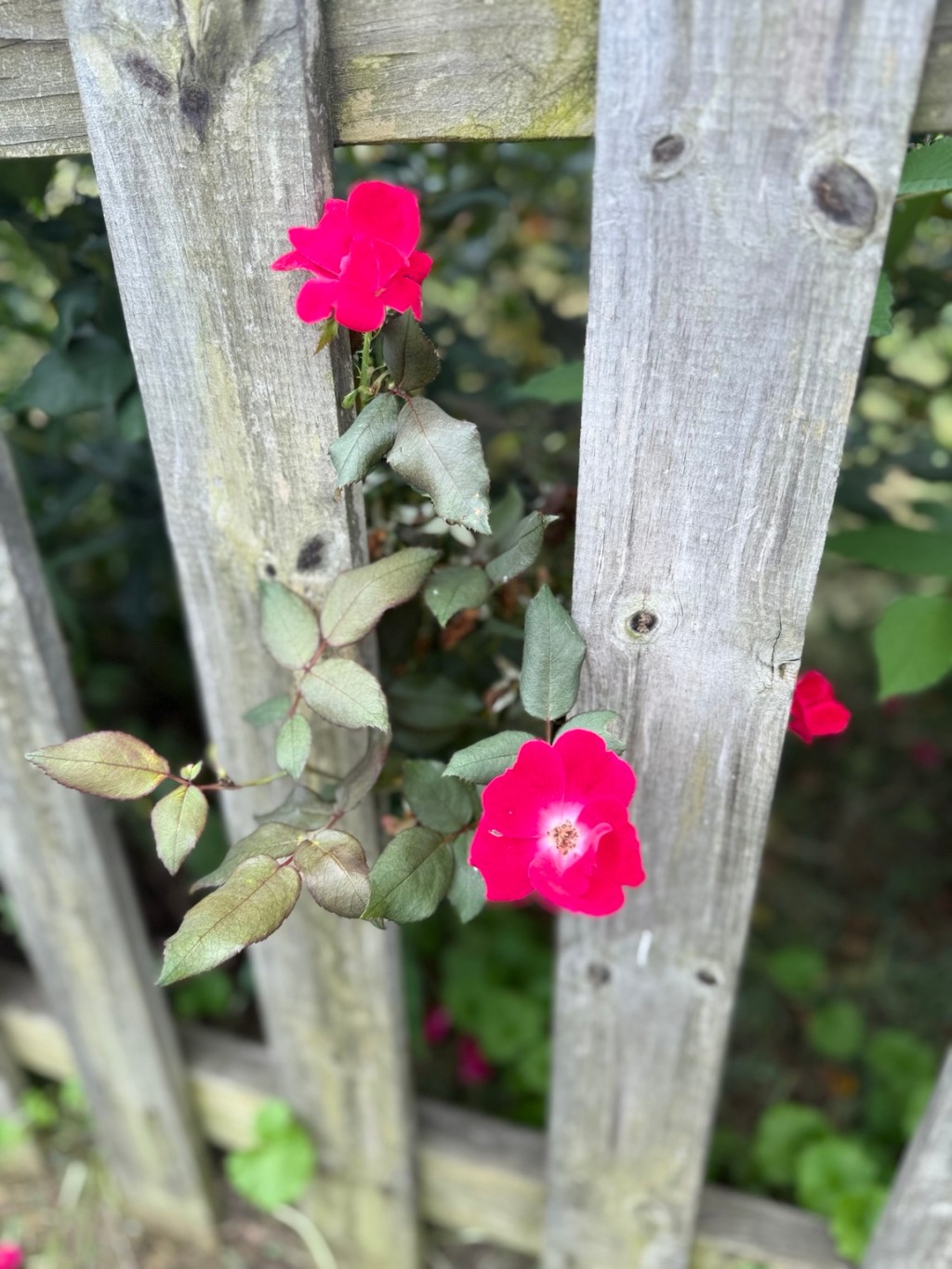 A small flower blooming through the slats of a wooden fence beside green leaves.