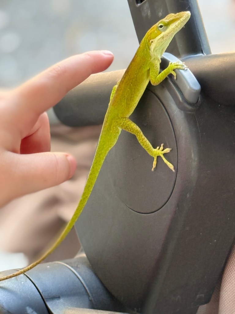 A bright green anole rests on the handle of a stroller as a small child's finger reaches toward him.