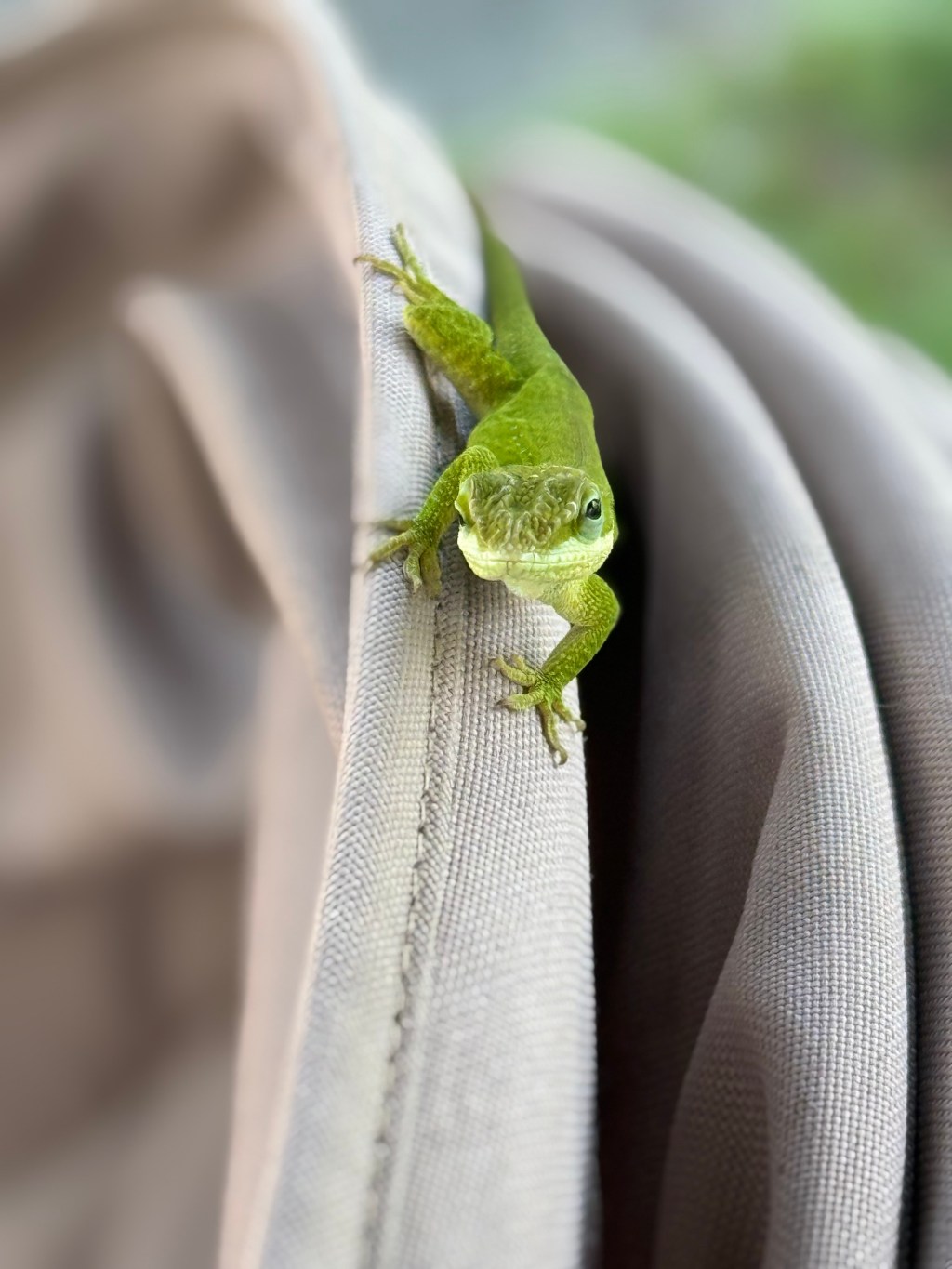Small green lizard perched on the edge of a child's stroller.